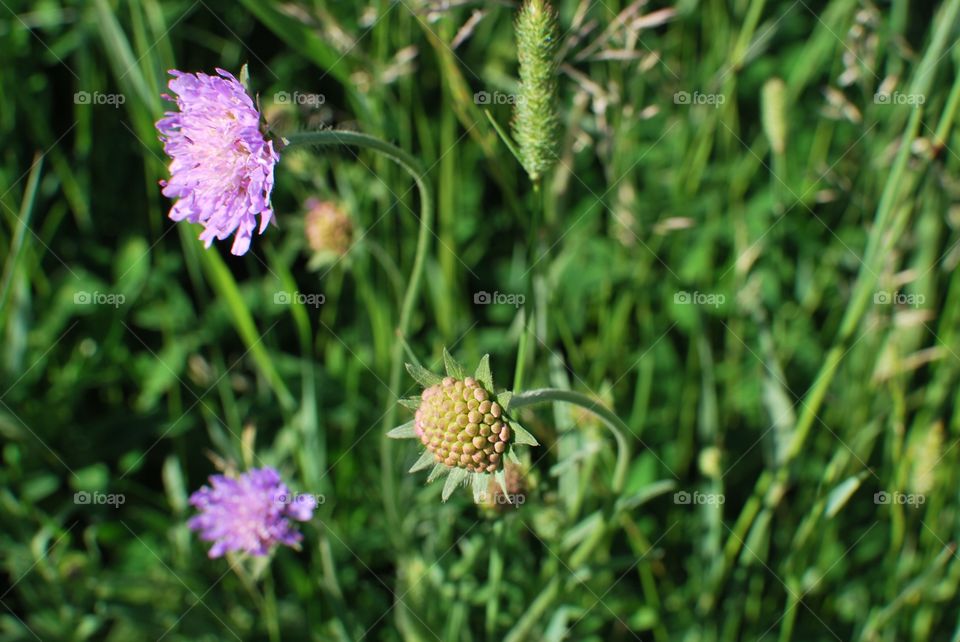 Flowers
