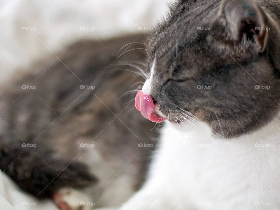 Cat resting with a red tongue hanging out