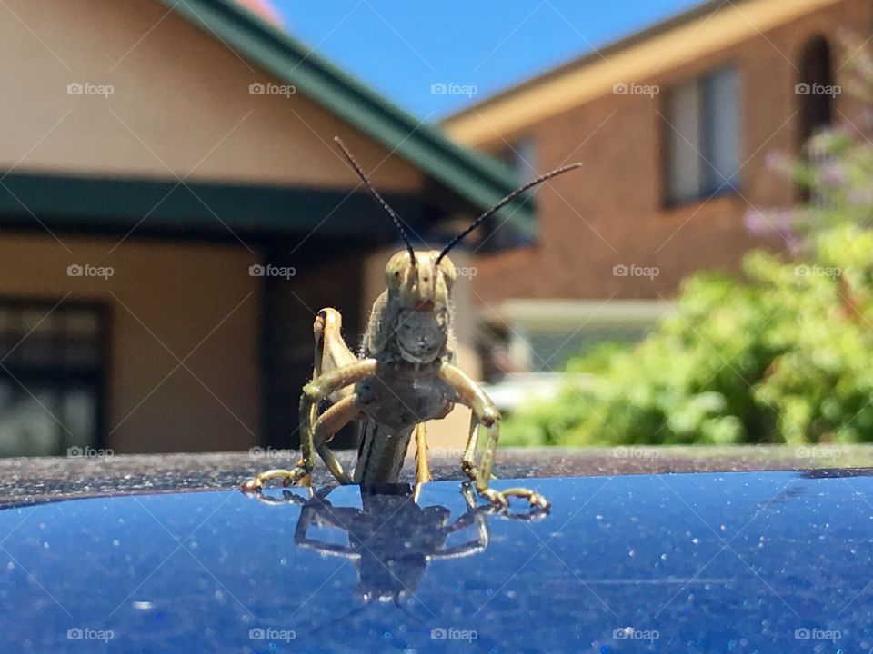 Giant grasshopper on car roof closeup