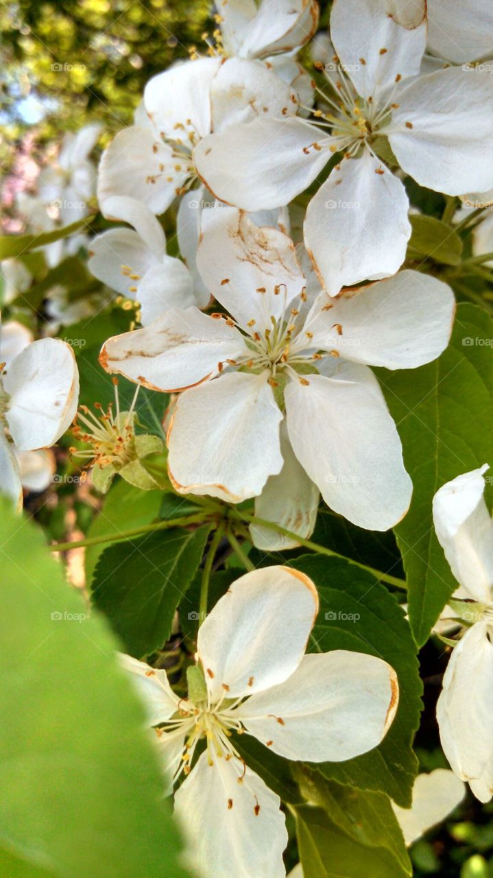 White Petaled Flowers. Closeup of a white flower blooming on a large tree.