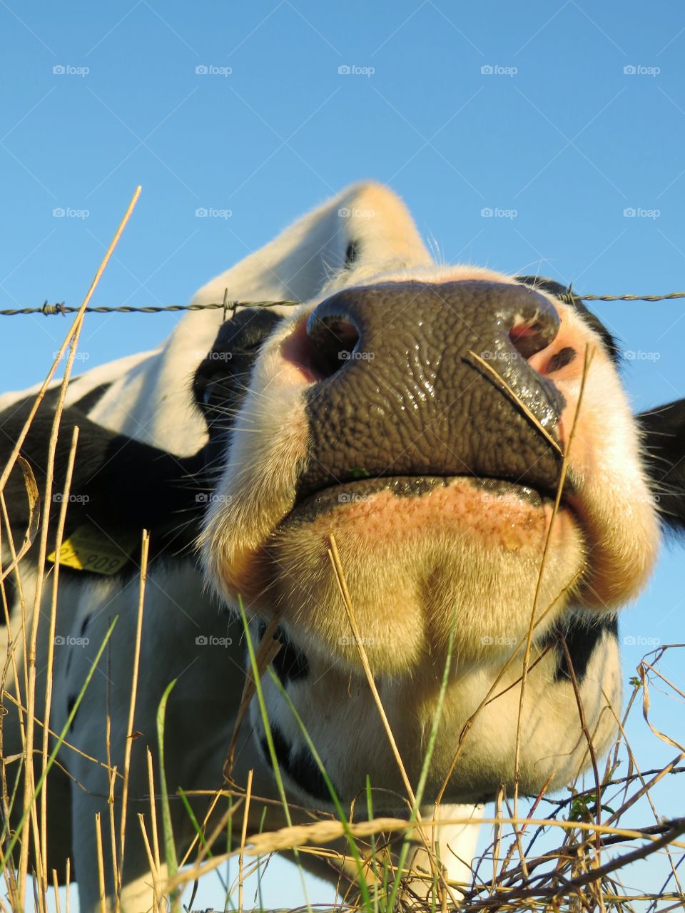 Close up of cow