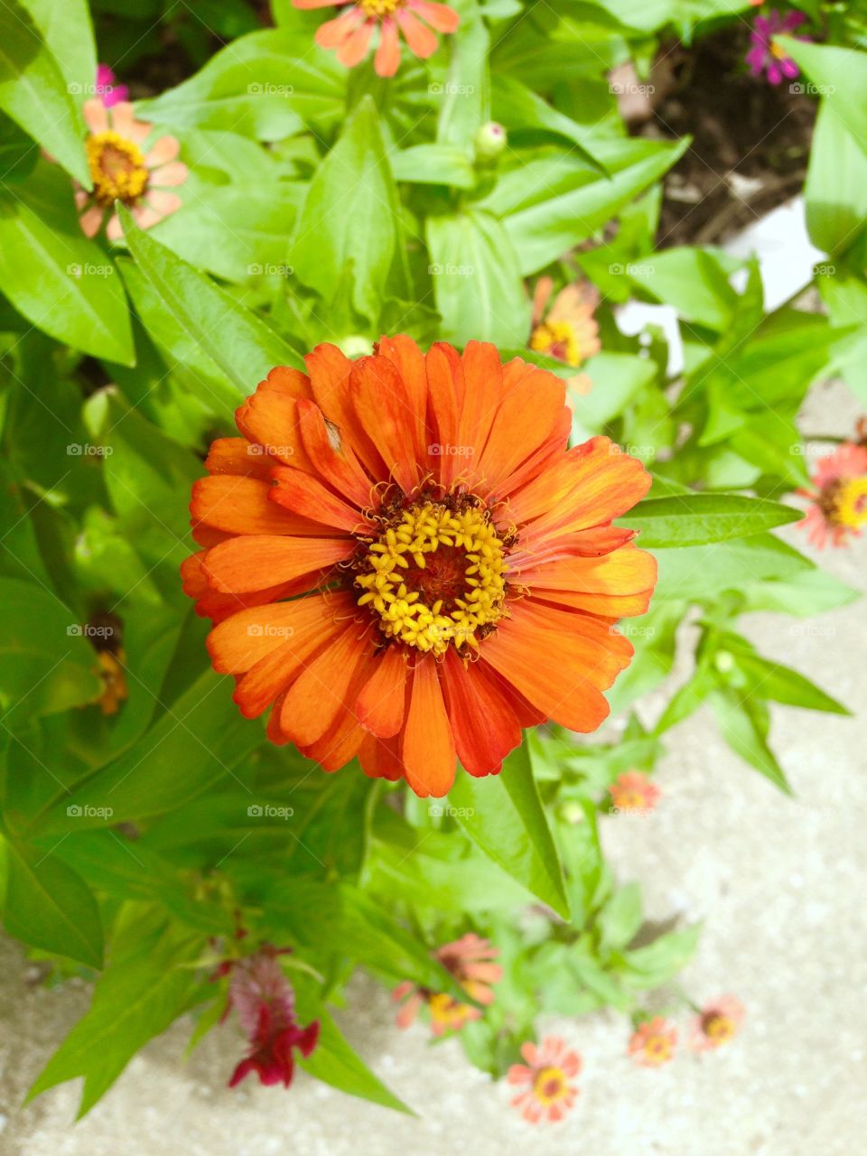 Beautiful orange flower !!! It looks very beautiful !!! We can get its to decorate our house to comfort !!!