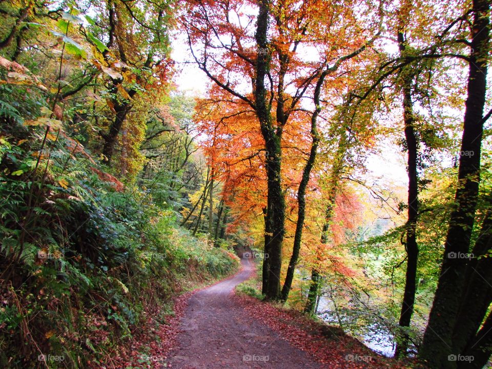 Fall, Wood, Leaf, Tree, Landscape