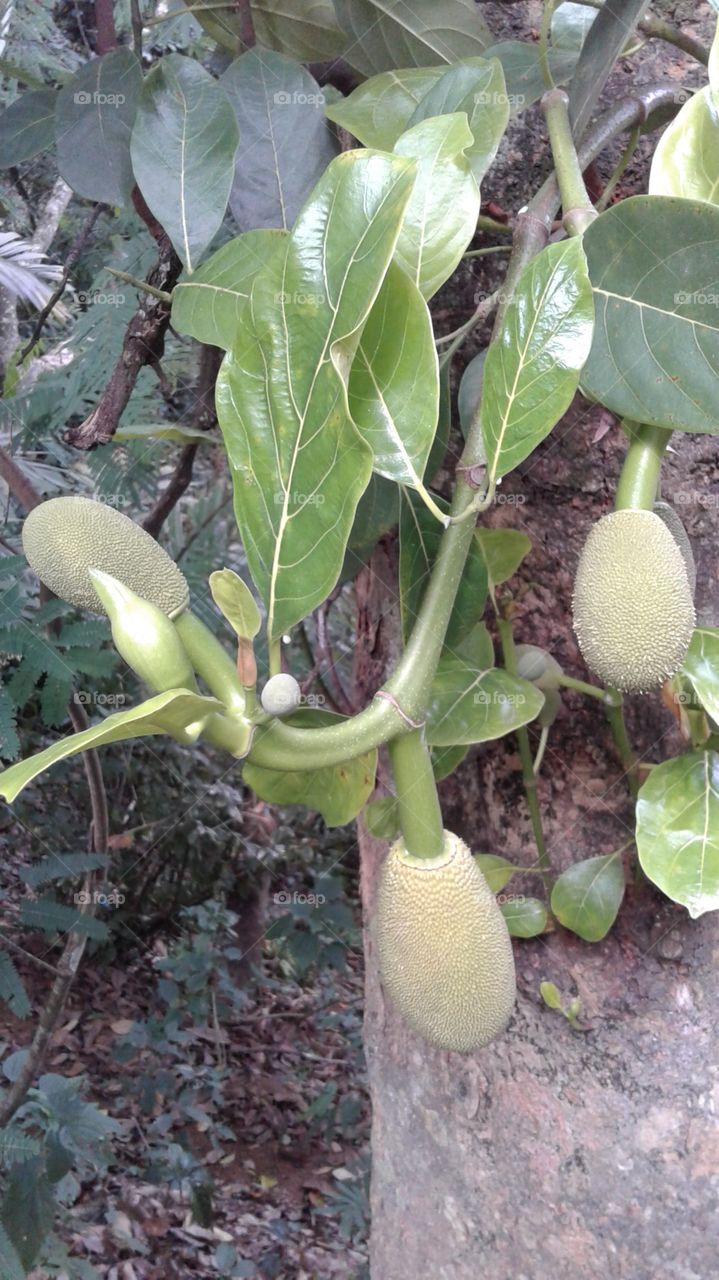 Forming young jak fruits