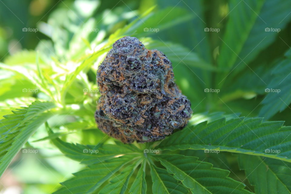 bud of purple kush on a Marijuana plant