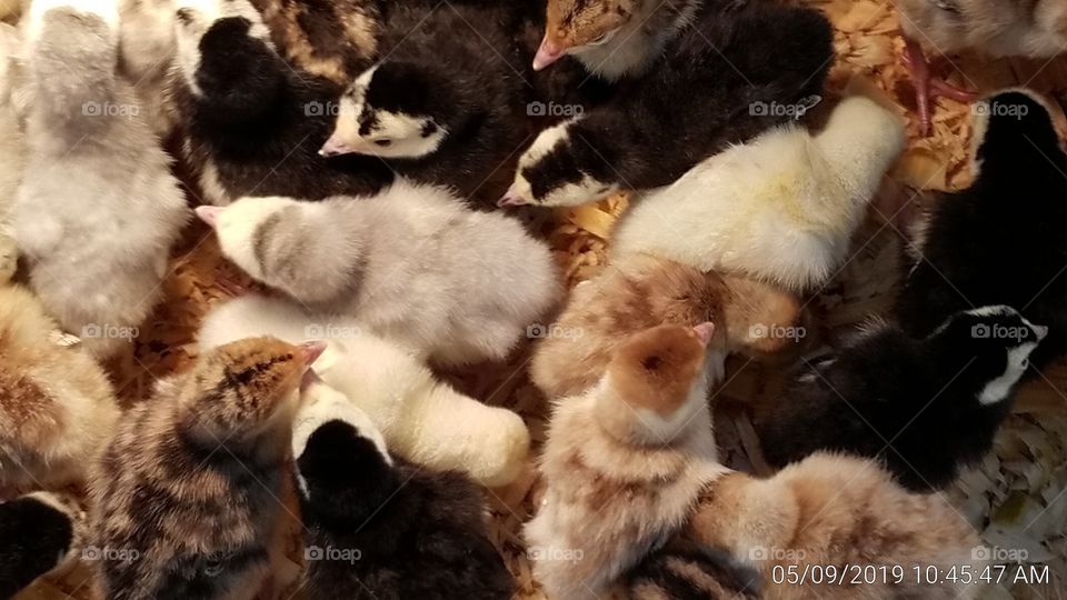Babies Chicks
