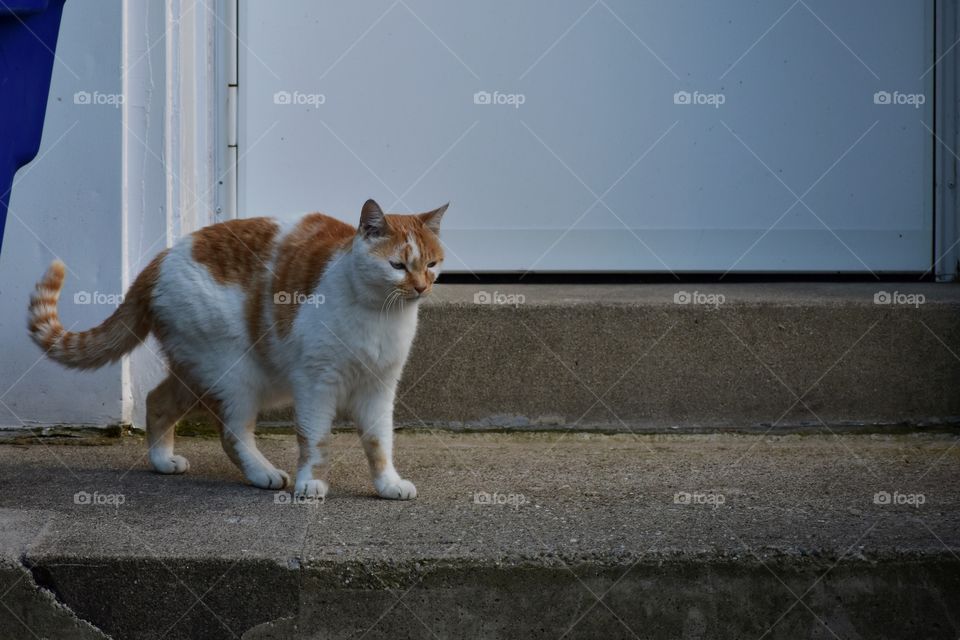 Cute cat on front stoop 