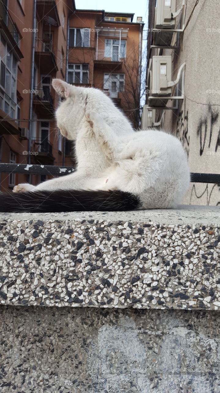 Yoga cat