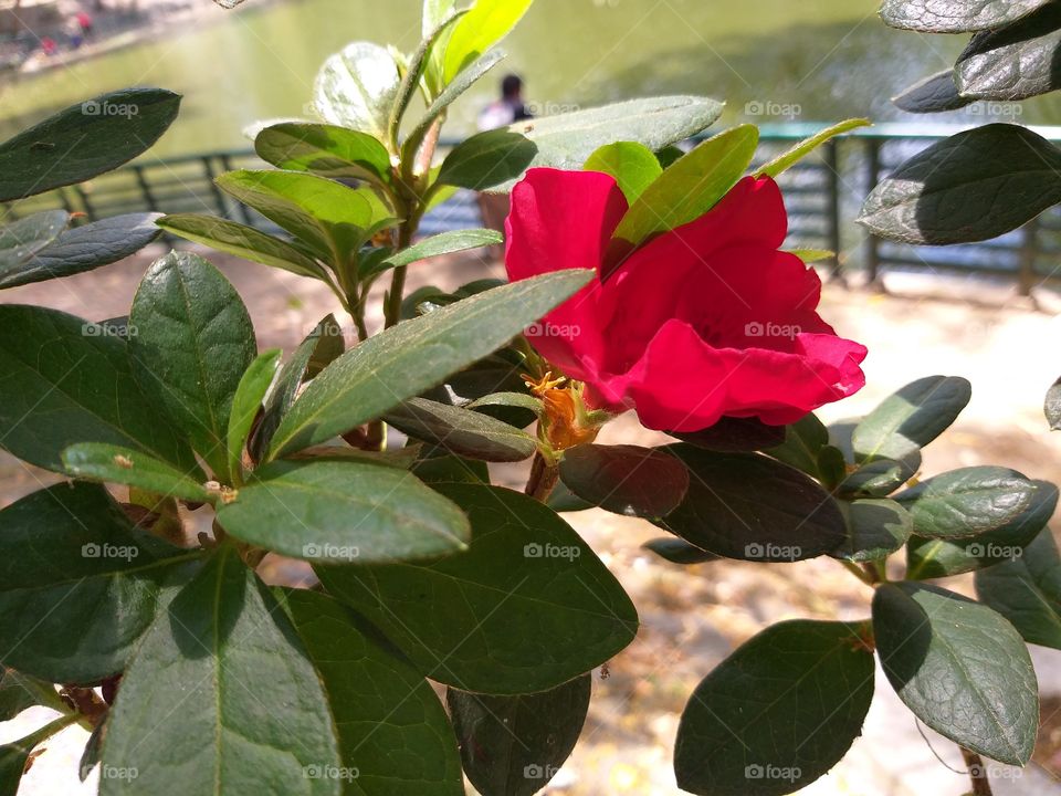 what you called this red flower?