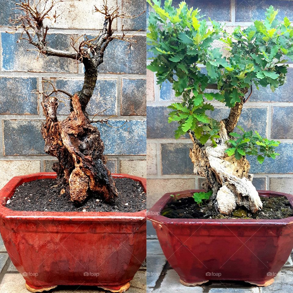 Winter & Spring. Quercus Bonsai Tanuki Style