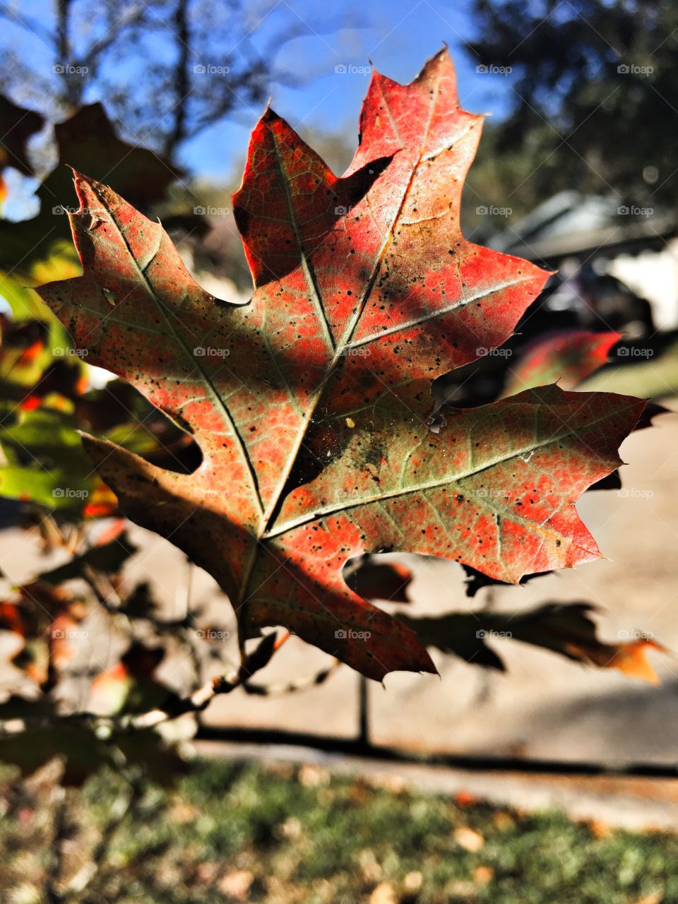 Fall leave