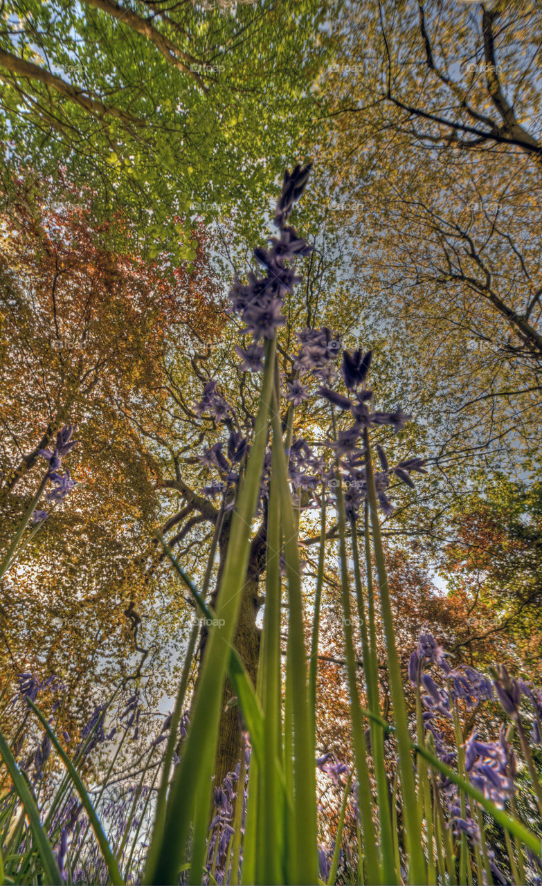 BLUEBELL TREES