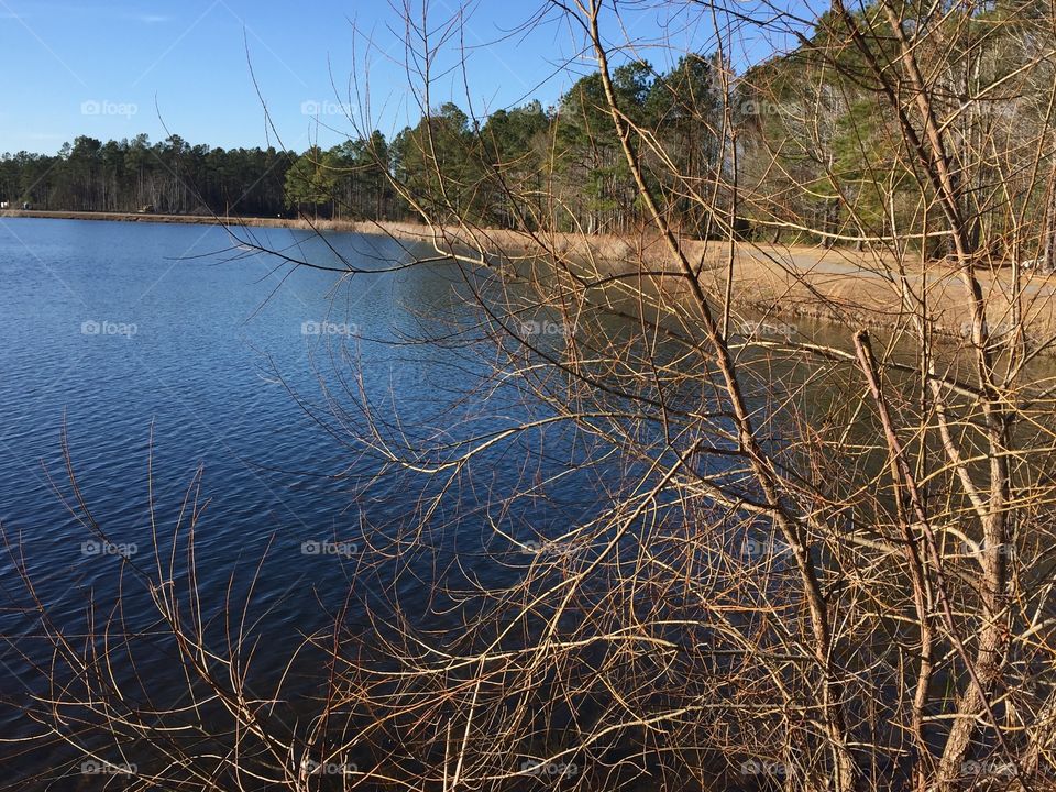 Willow Tree lake in winter, South Carolina. 