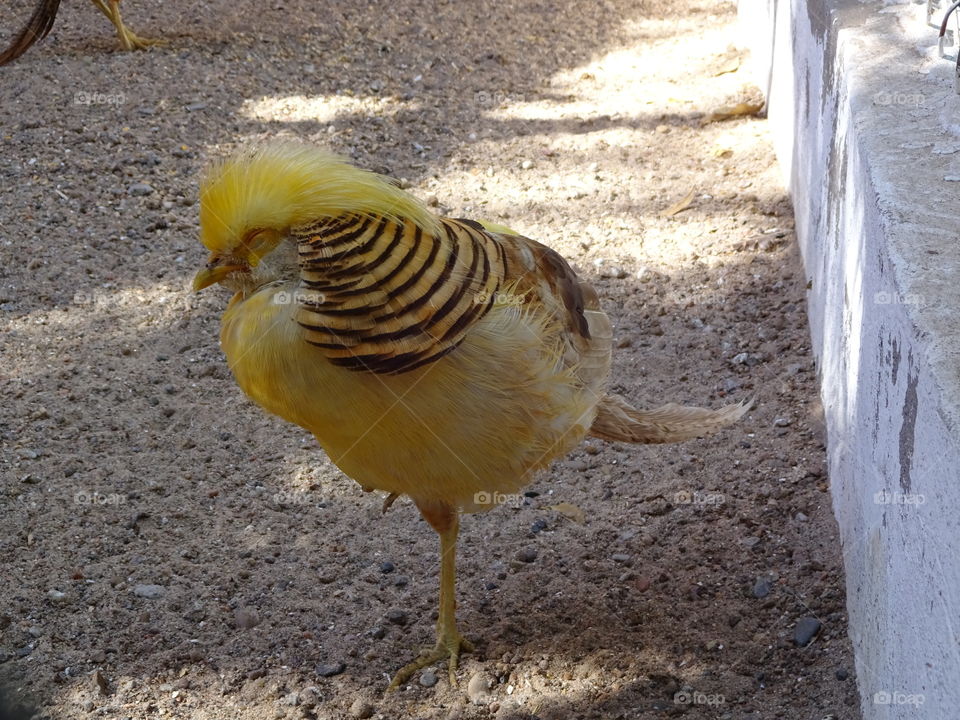 trump bird