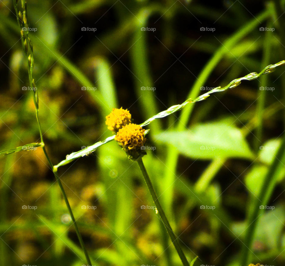 Yellow floyer with blur background green