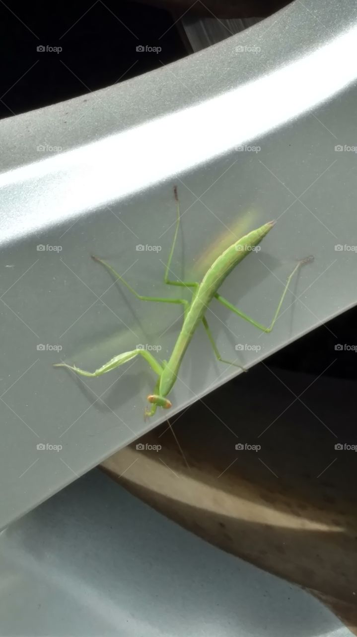 praying mantis