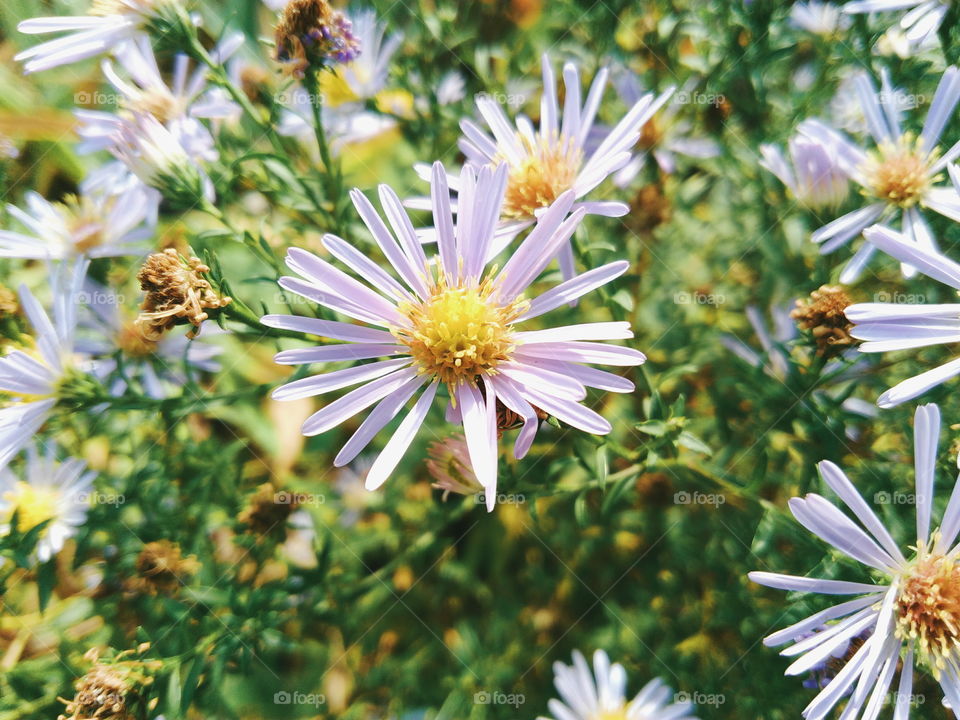 wildflowers on a background of green grass