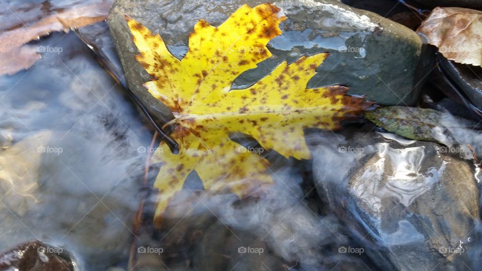 Autumn at the Schoharie Creek