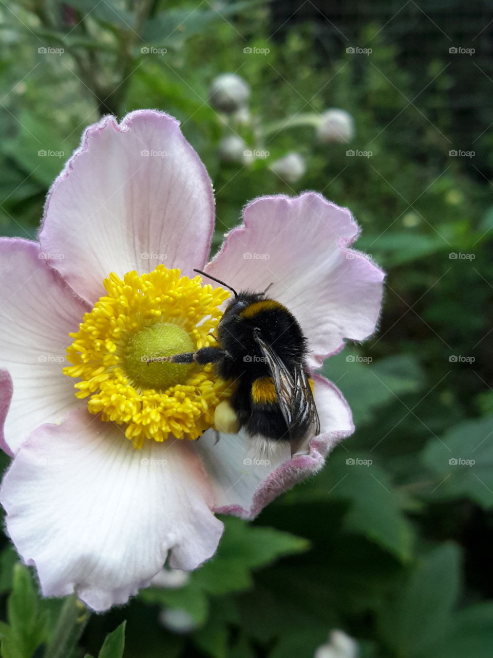 Warm memories of summer. Poland, Zielona Góra. Bamblebee on the flower