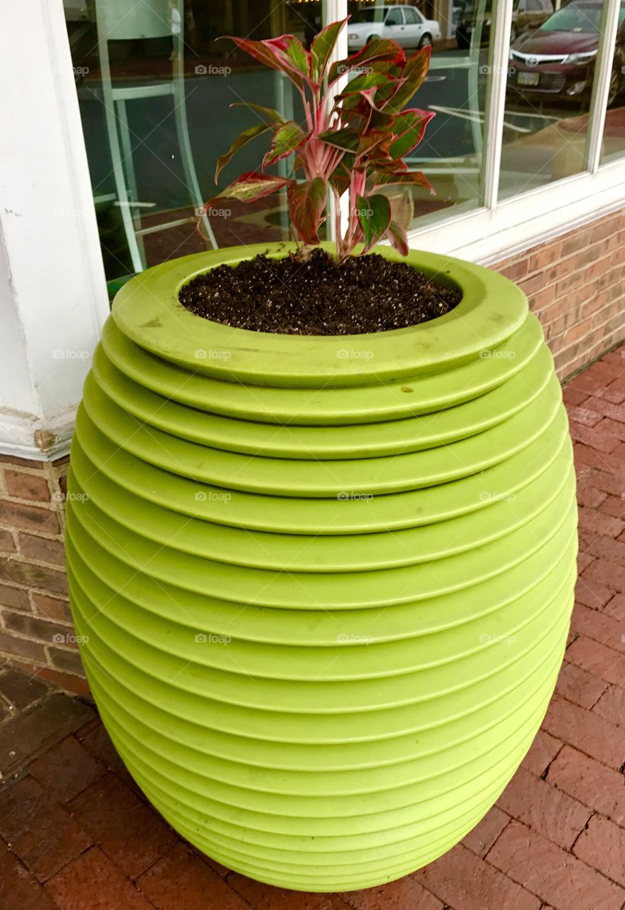 Plant in Large Green Pot