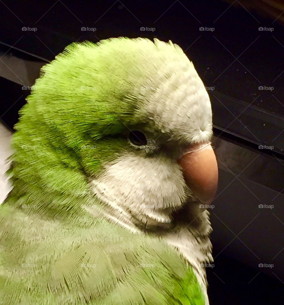 Quaker Parrot