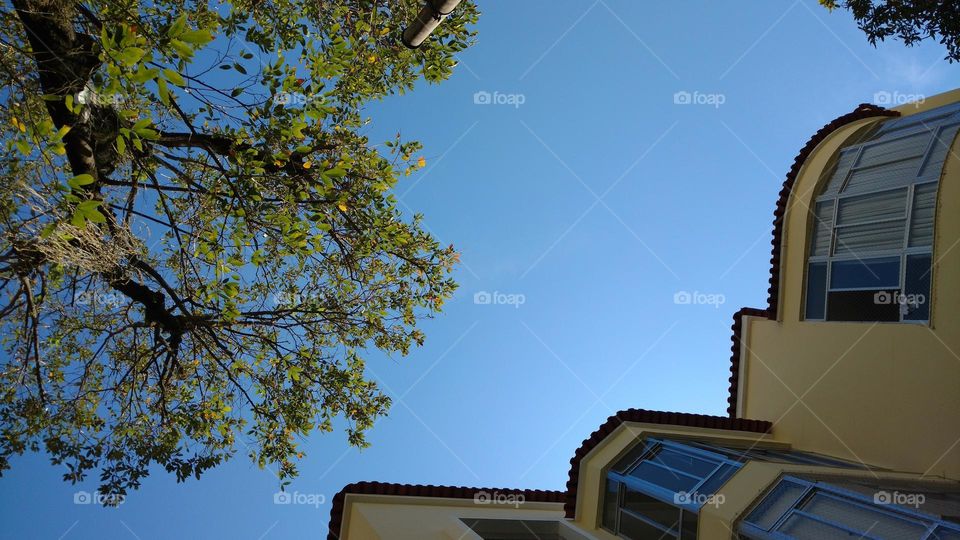 blue sky tree and architecture