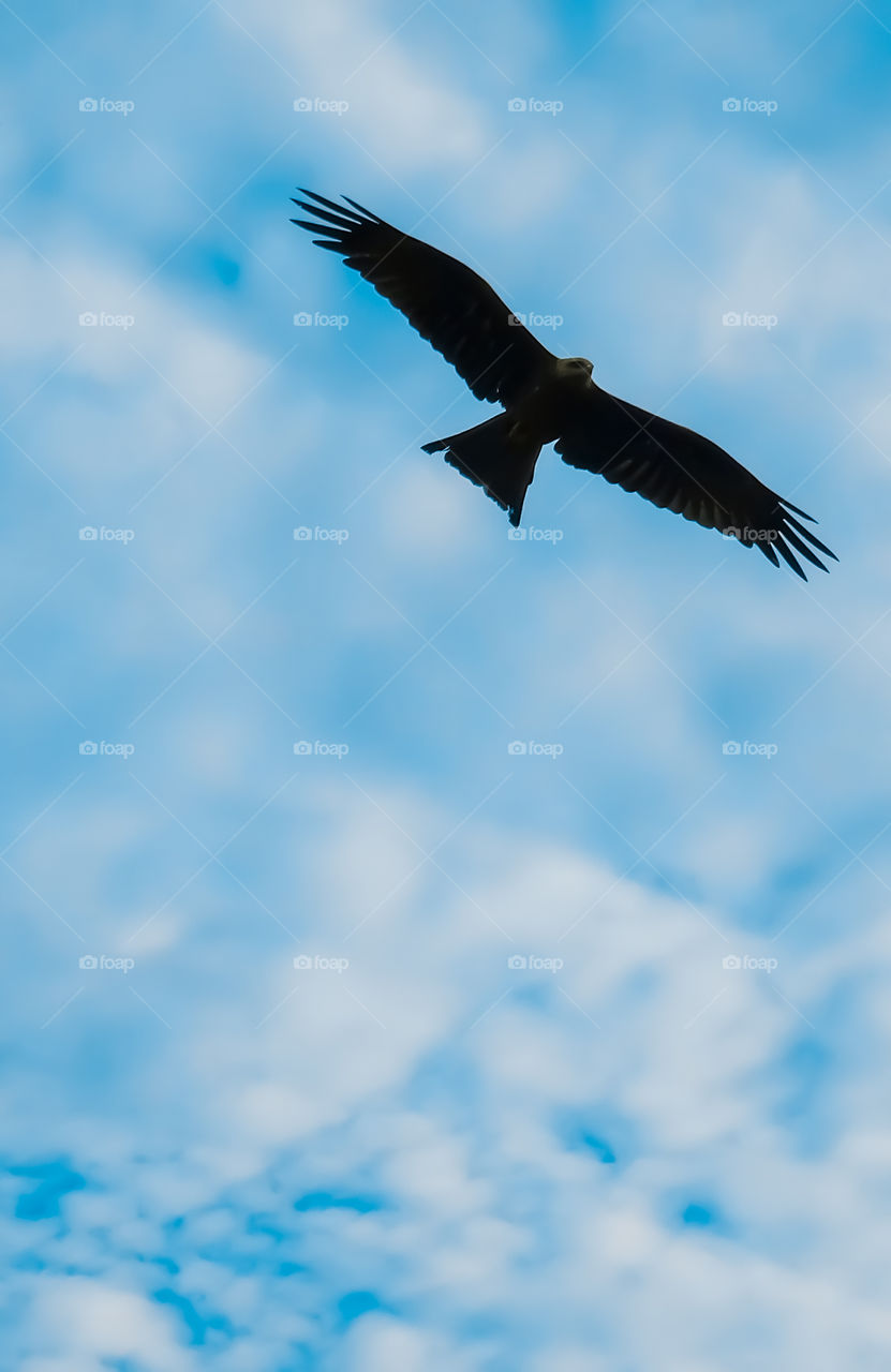 Silhouette of kite bird flying in sky with spreading wings.