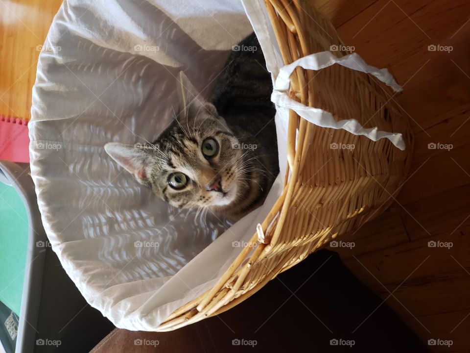 Tabby Cat in Laundry Basket