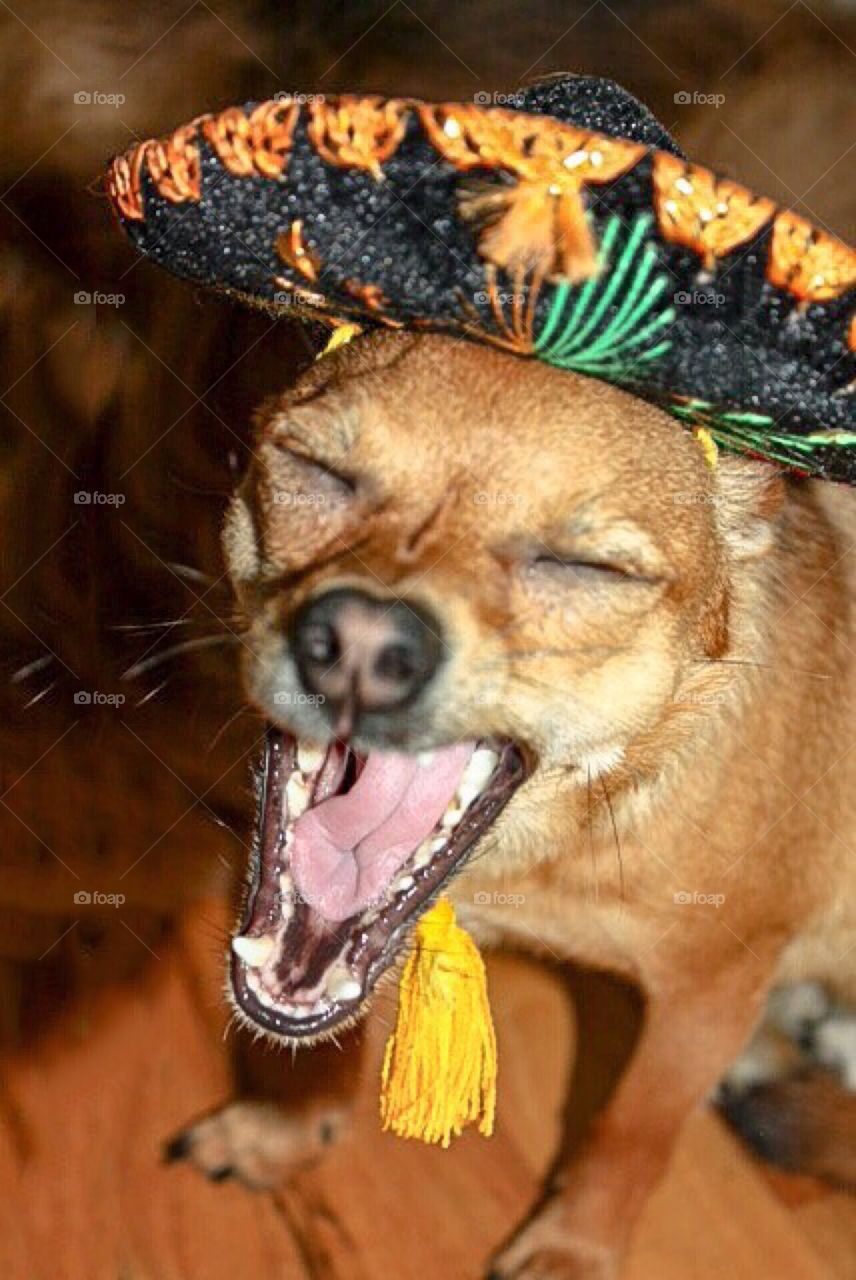 Funny Chihuahua dog in Mexican sombrero shouts at the world 