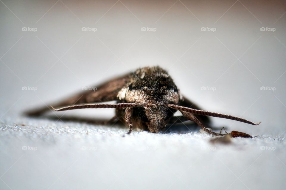 Resting Moth