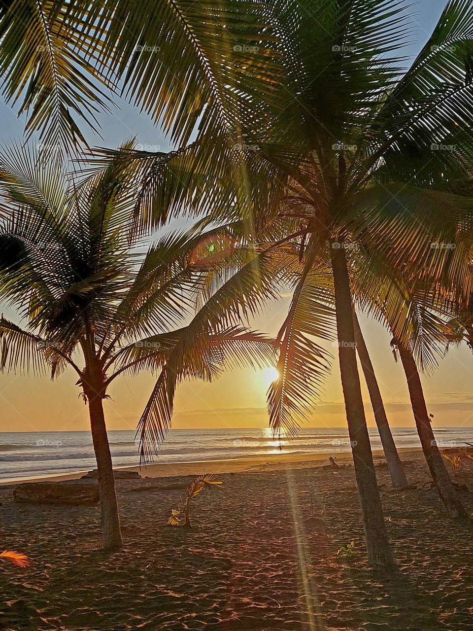 Magical sunset on the Pacific ocean.  The rays of the sun break through the palm branches