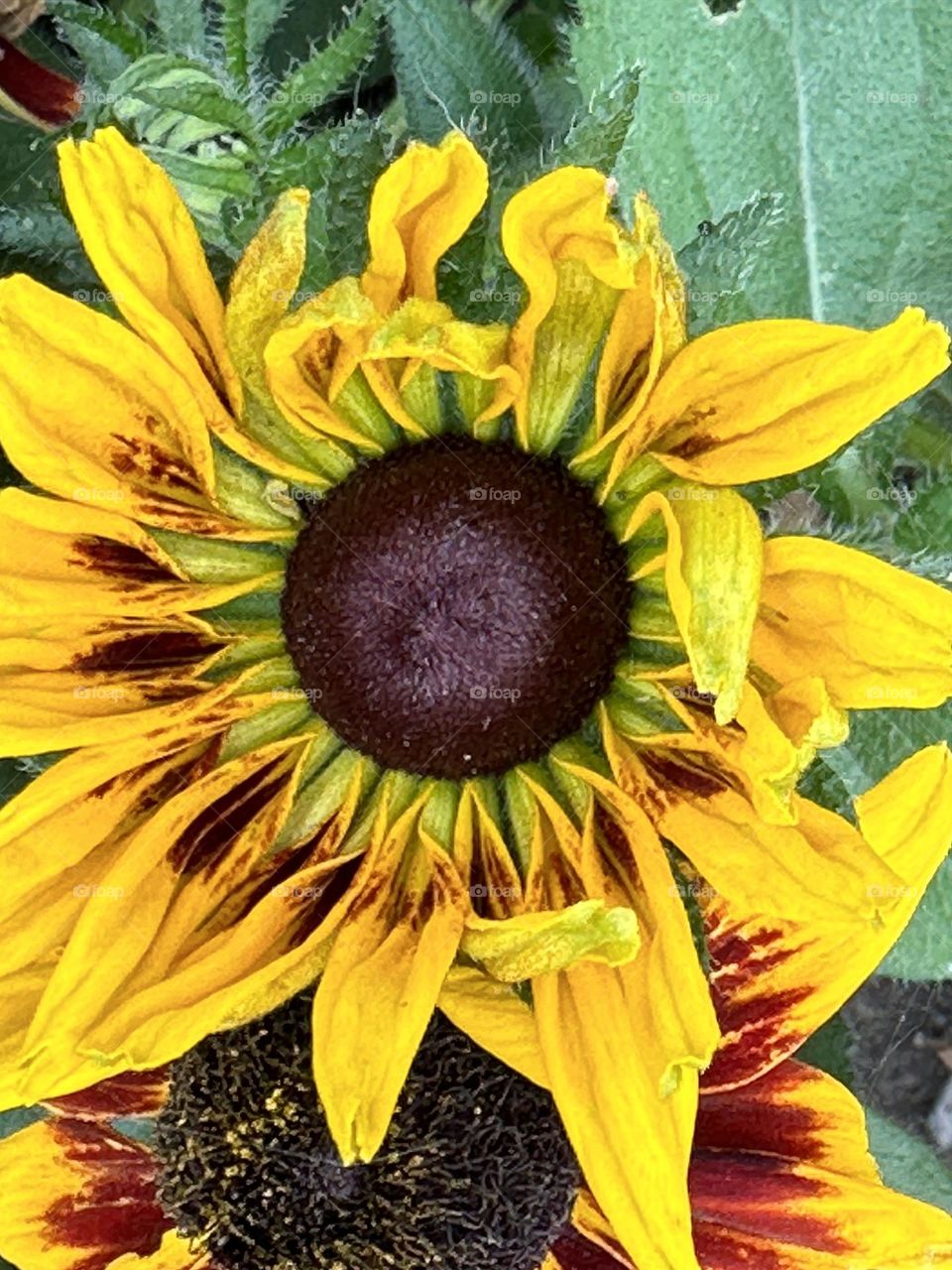 DETAILED CALGARY WILD FLOWE4