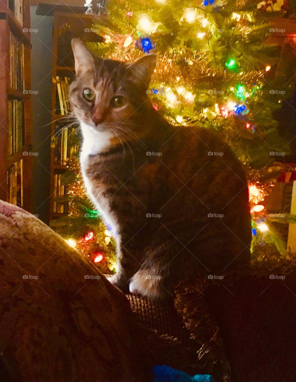 Cat by the Christmas Tree