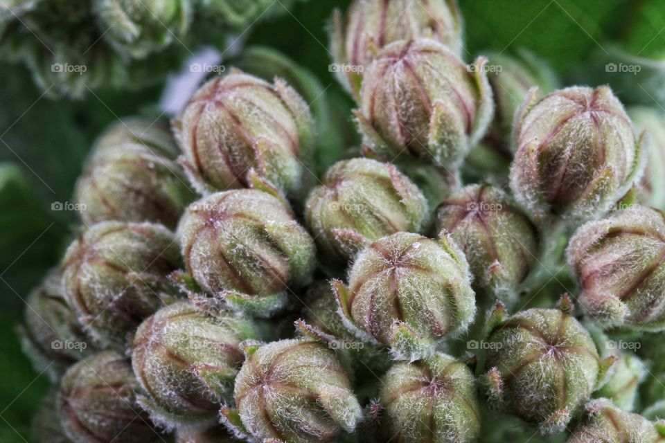 Milkweed flower buds