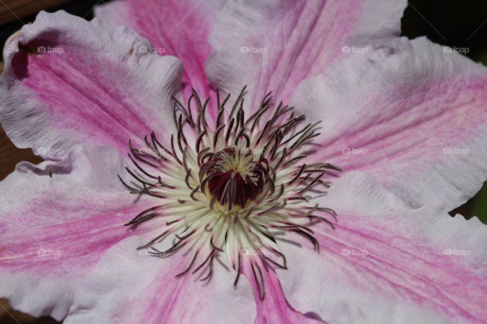 Pink flower close-up