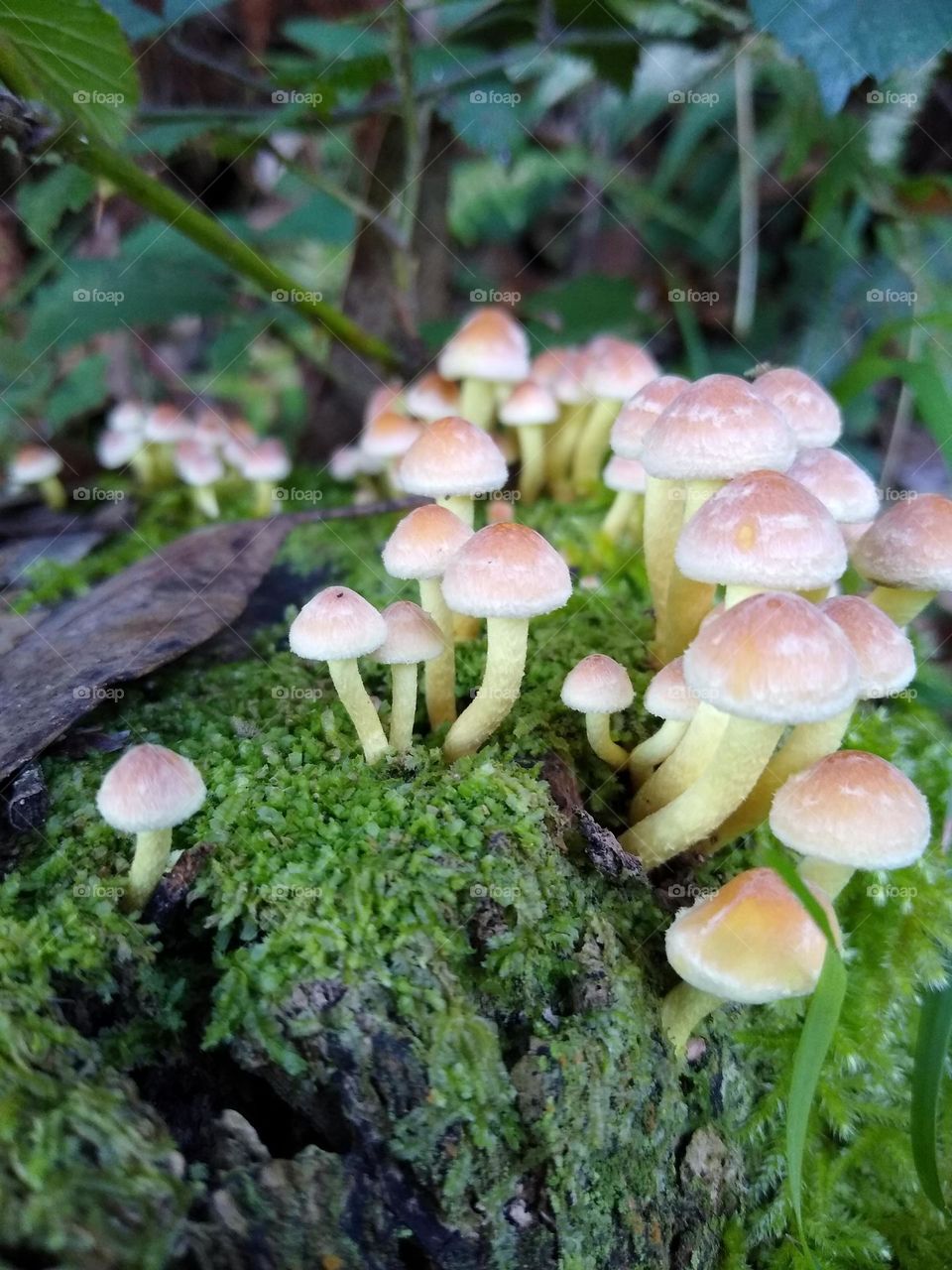 Group of mushrooms