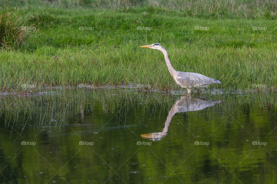 Heron mirroring in a pond