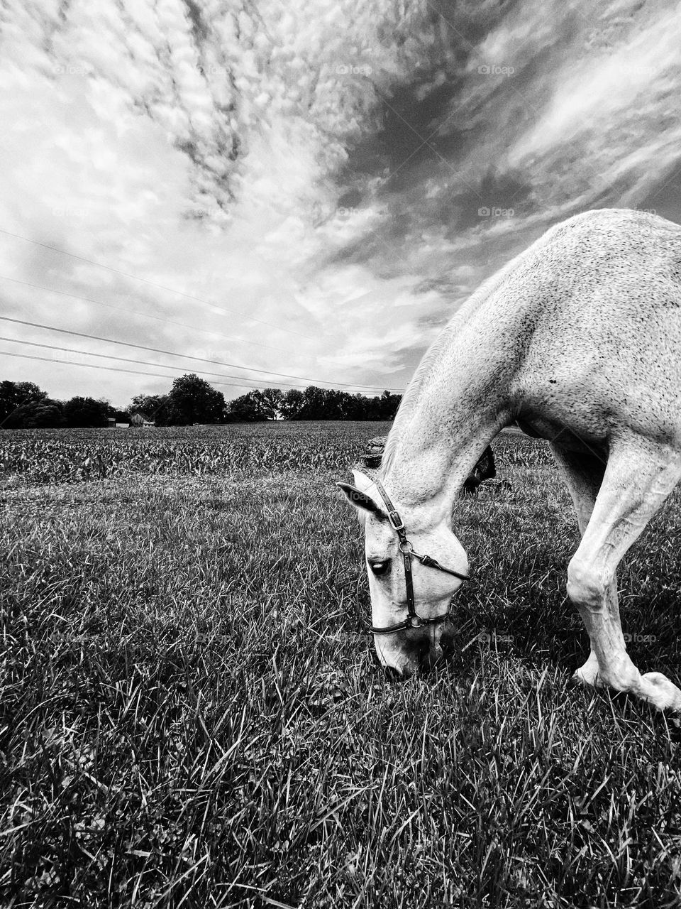 Horse eating grass peacefully while the sky displays beautiful cloud formations on a nice spring day