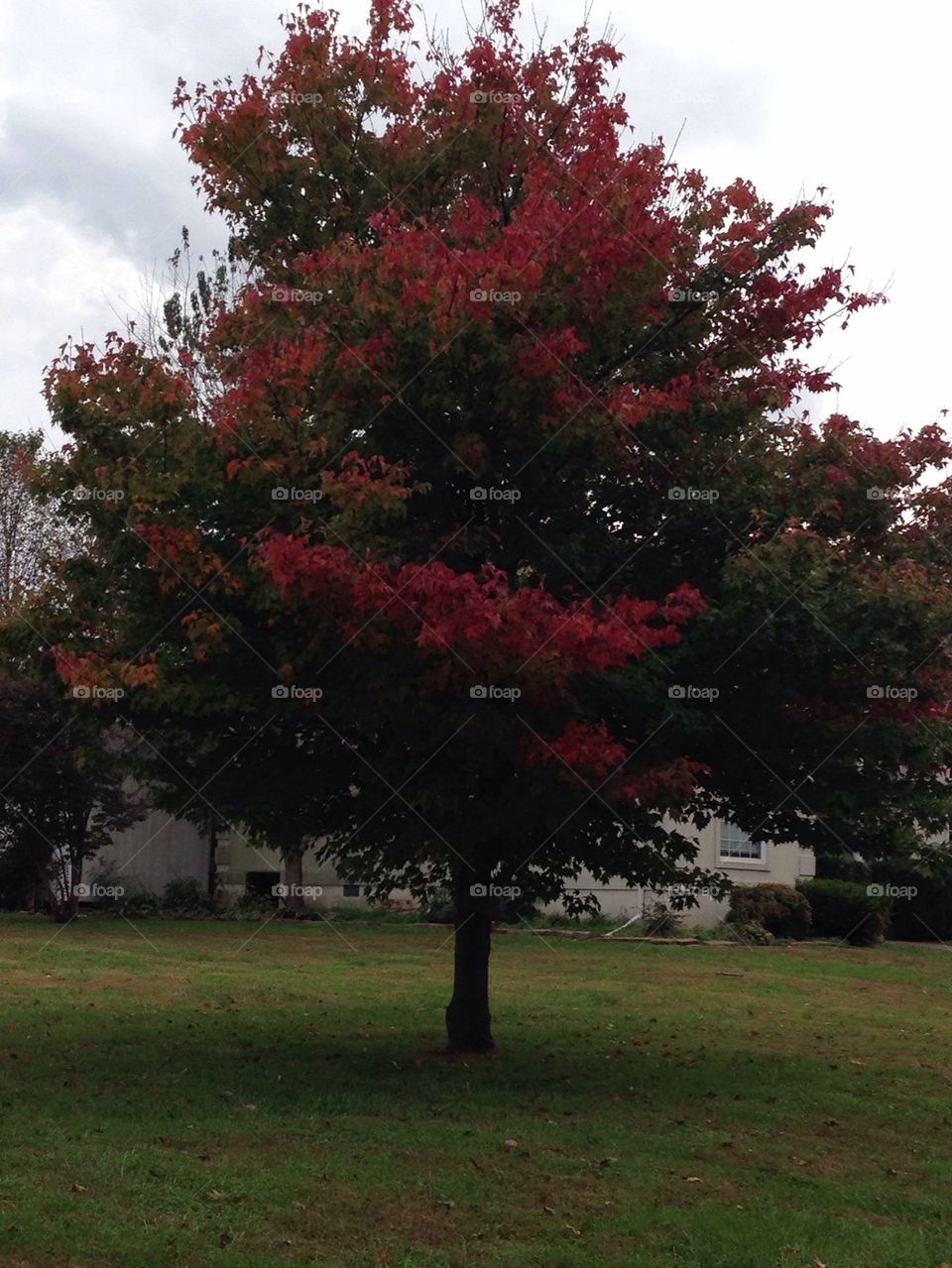 Red tree