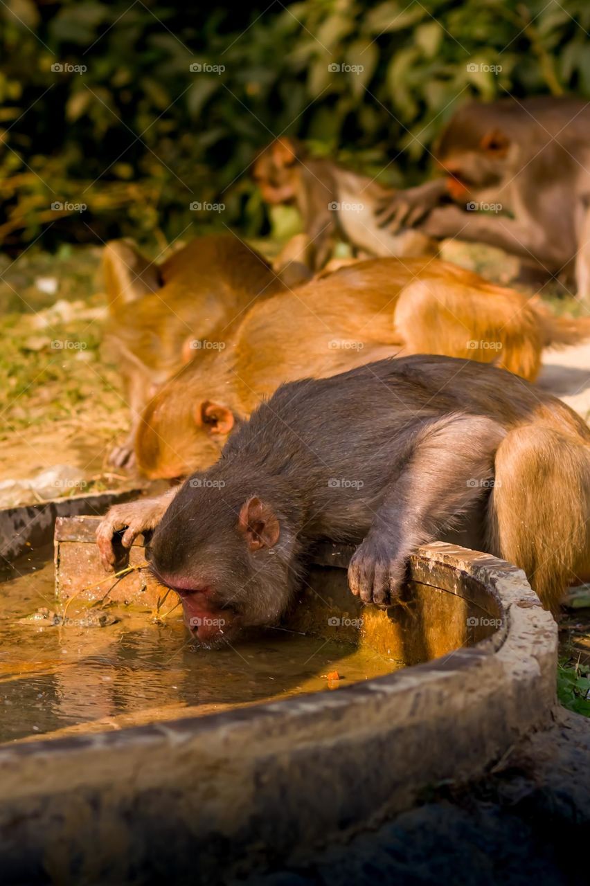 ead monkey drinking water in the park