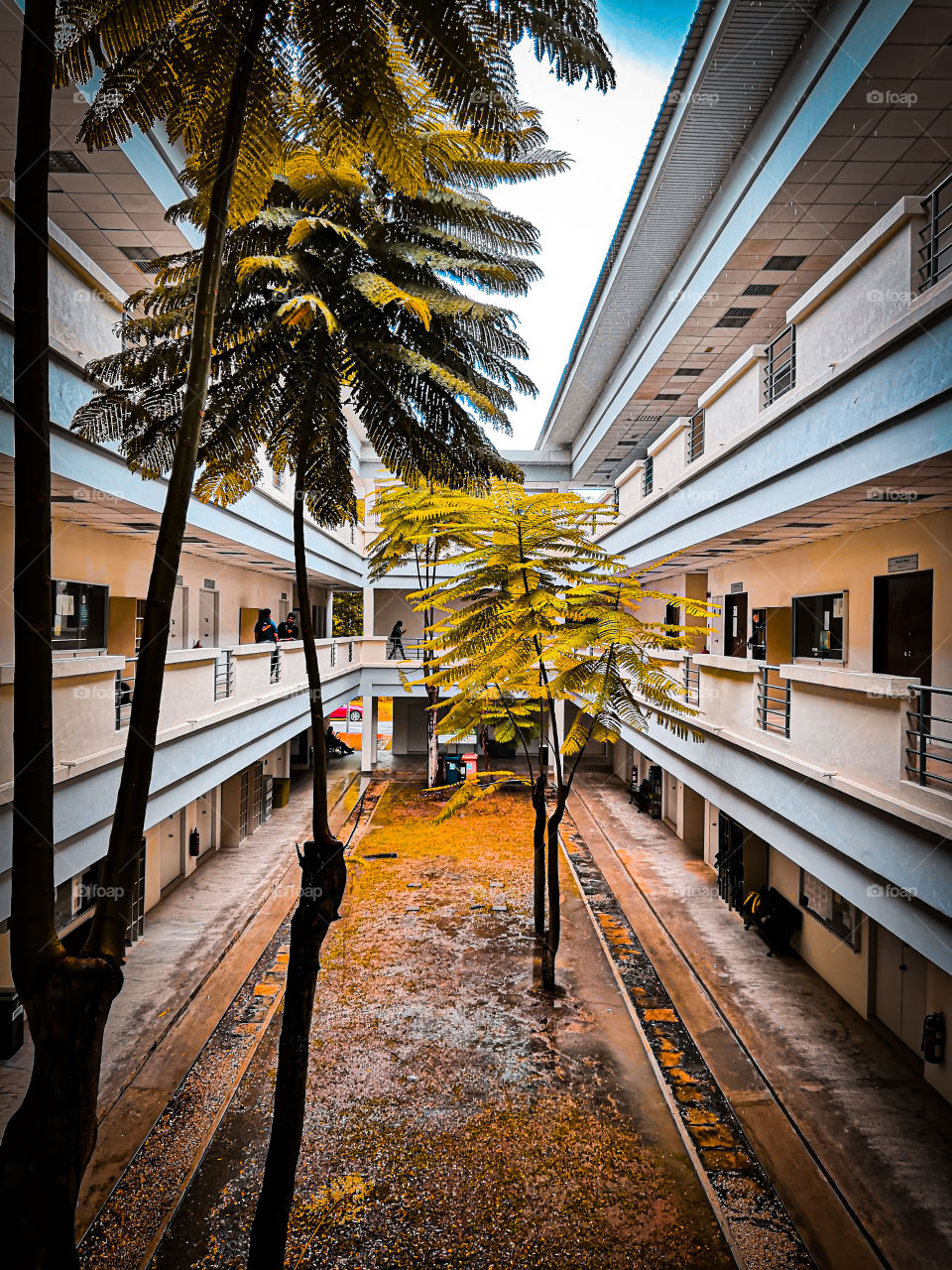Trees in between building