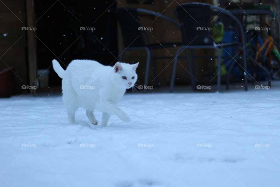 Weiße Katze im Schnee