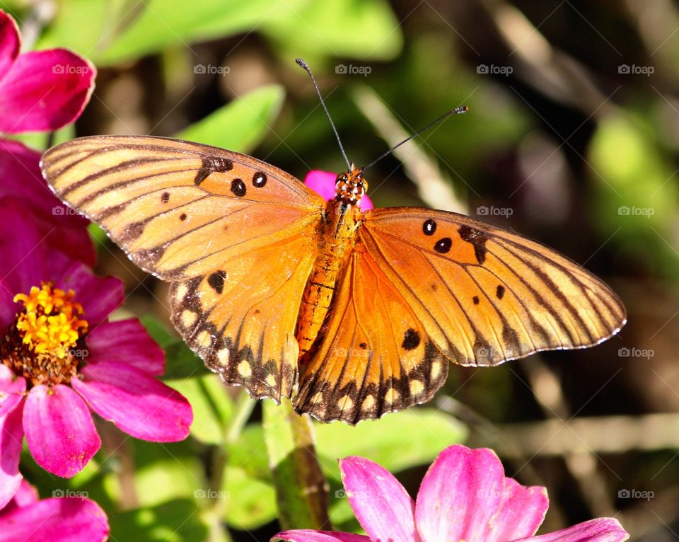 Soaring Butterfly