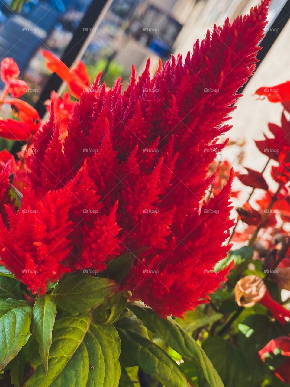 Beautiful red flower 