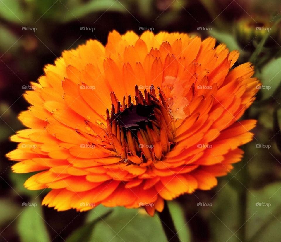 flower after the rain