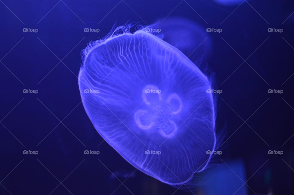 HDZ Jellyfishes 