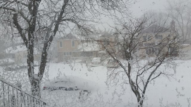 Winter, Snow, Cold, Frost, Tree