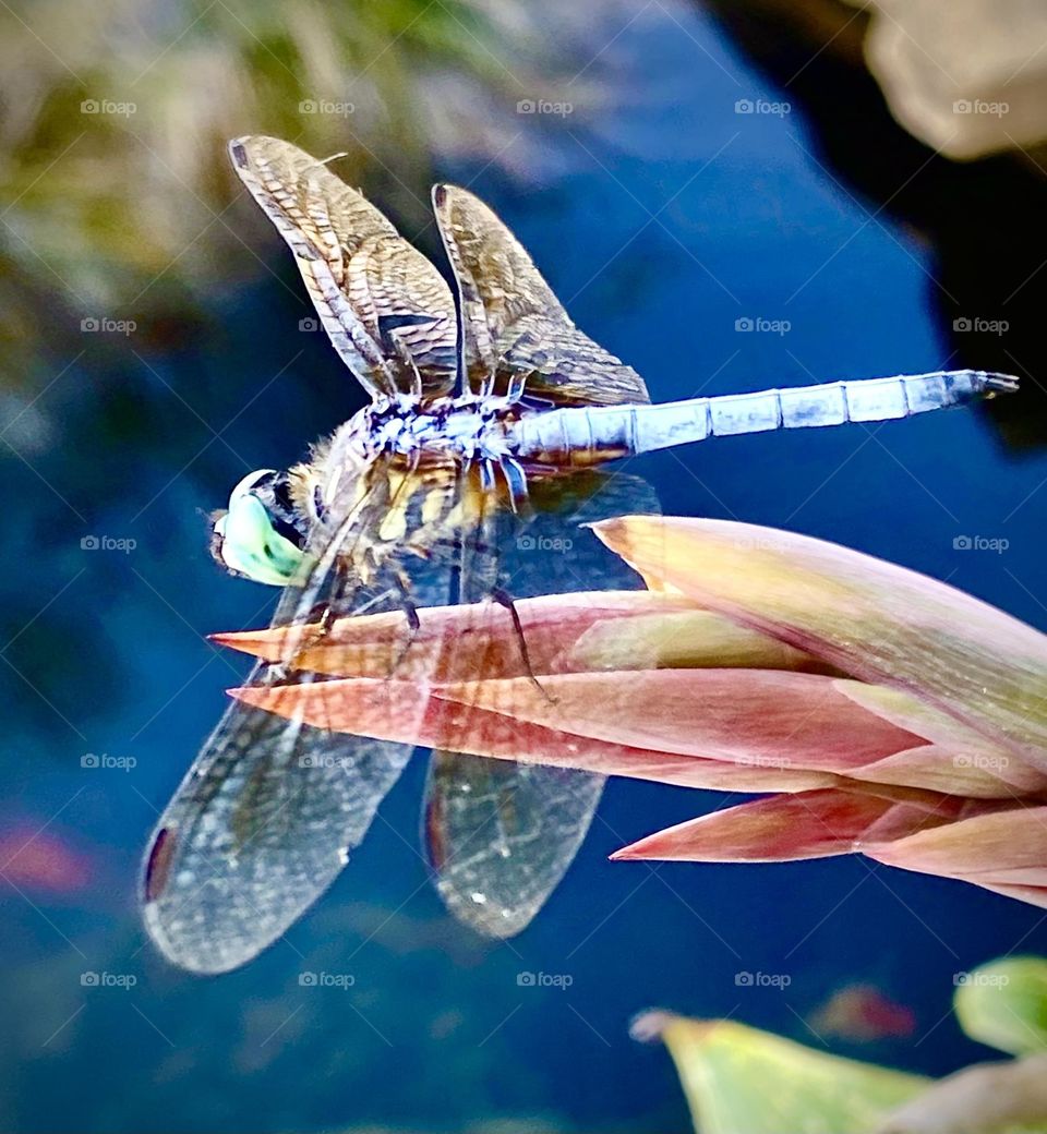 Blue Dasher dragonfly