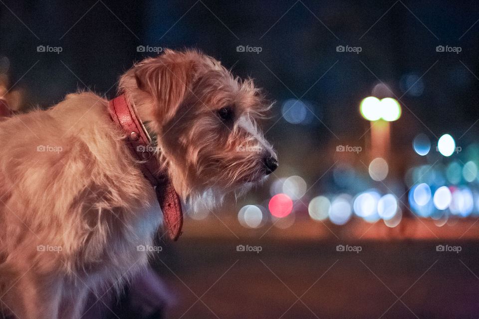 Portrait of a rough cut Jack Rasel terrier dog