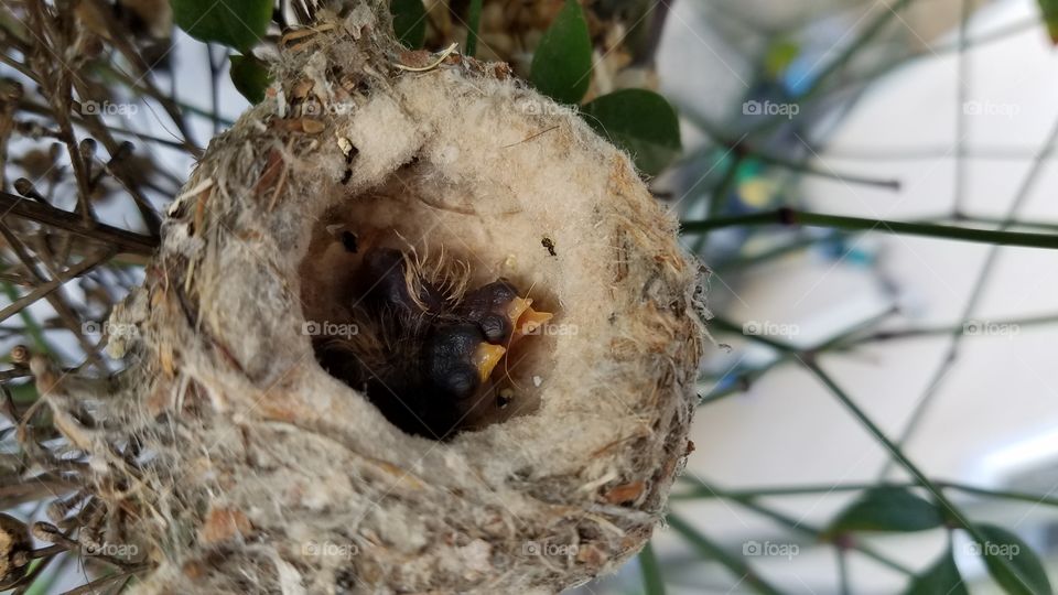 Baby hummingbirds